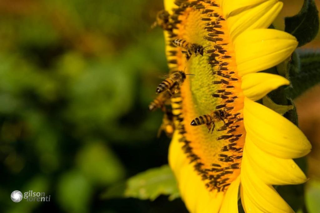 Fotografia de Natureza – Algumas dicas