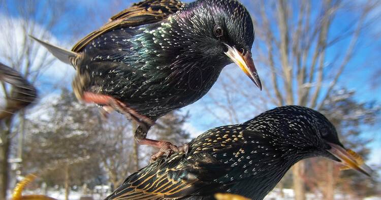 Fotografando pássaros no seu quintal