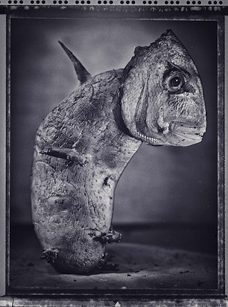 Fotógrafo de Batatas do Ano (1)